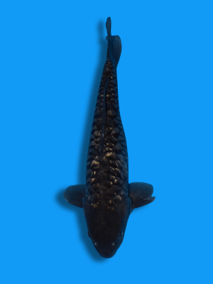 Big Scale Ginrin Karasugoi | Koi&Co.